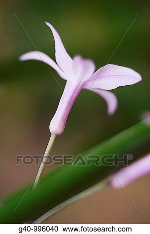 Allium Schoenoprasum View Large Photo Image Stock Image - Allium Schoenoprasum. Fotosearch