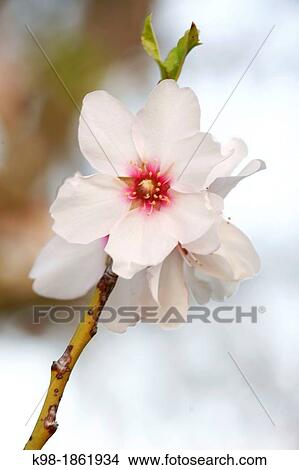 Almond blossom Albenya Randa Mallorca Balearic Islands Spain View Large Photo Image Picture - Almond blossom Albenya Randa Mallorca Balearic Islands Spain. Fotosearch