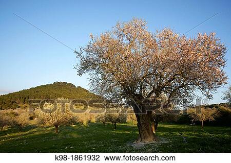 Stock Image - Almond blossom Albenya Randa Mallorca Balearic Islands Spain. Fotosearch