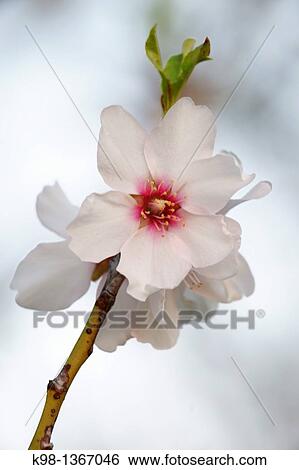 Almond blossom, Albenya, Randa, Algaida, Mallorca Balearic Islands, Spain View Large Photo Image Stock Photograph - Almond blossom, Albenya, Randa, Algaida, Mallorca Balearic Islands, Spain. Fotosearch