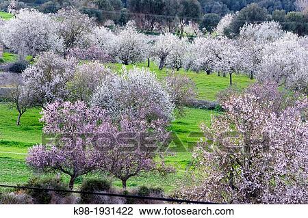 Stock Image - Almond Blossom, Aubenya estate, Algaida, Mallorca Balearic Islands, Spain, Europe. Fotosearch
