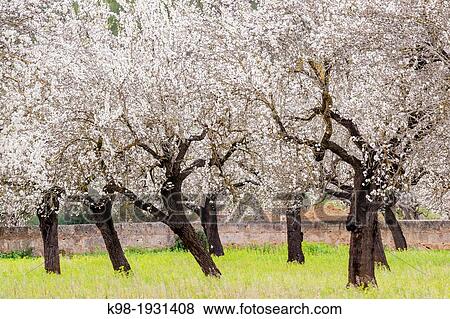 almond blossom, Esglaieta, Esporlas, mallorca, Balearic Islands, Spain, Europe View Large Photo Image Stock Photo - almond blossom, Esglaieta, Esporlas, mallorca, Balearic Islands, Spain, Europe. Fotosearch