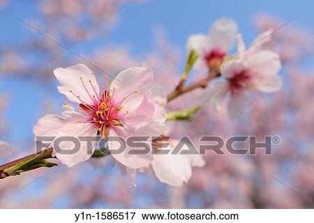 Almond blossom in spring, Prunus dulcis, Gimmeldingen, Rhineland-Platinate, Germany, View Large Photo Image Stock Photo - Almond blossom in spring, Prunus dulcis, Gimmeldingen, Rhineland-Platinate, Germany,. Fotosearch