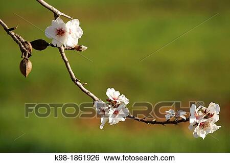 Stock Photograph - Almond blossom llucmajor S? Aguila road, Mallorca Balearic Islands Spain. Fotosearch