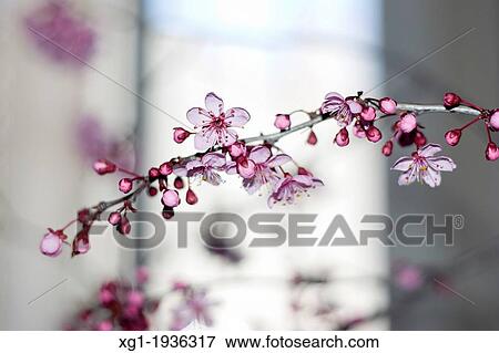 Almond blossoms View Large Photo Image Stock Photo - Almond blossoms. Fotosearch