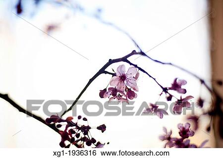 Almond blossoms View Large Photo Image Stock Photograph - Almond blossoms. Fotosearch