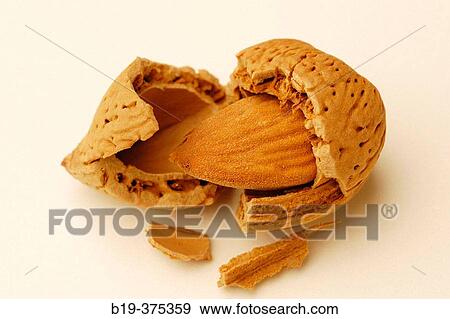 Almond View Large Photo Image Stock Photo - Almond. Fotosearch