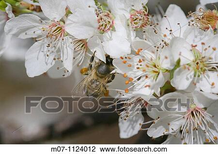 Almond tree, bee on flower View Large Photo Image Stock Image - Almond tree, bee on flower. Fotosearch