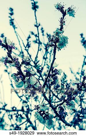 Almond tree detail View Large Photo Image Stock Photo - Almond tree detail. Fotosearch