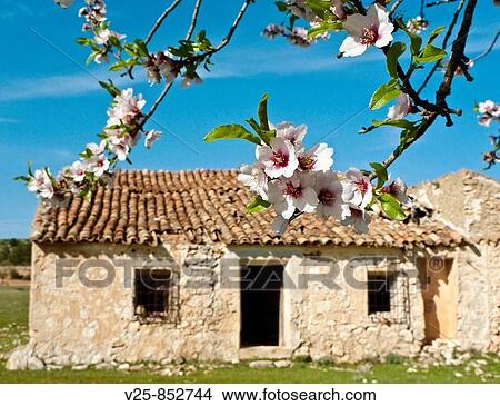 Almond tree in bloom, Albacete province, Castile-La Mancha, Spain View Large Photo Image Picture - Almond tree in bloom, Albacete province, Castile-La Mancha, Spain. Fotosearch
