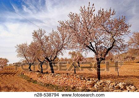 Almond trees. Almeria province, Andalusia. Spain View Large Photo Image Picture - Almond trees. Almeria province, Andalusia. Spain. Fotosearch