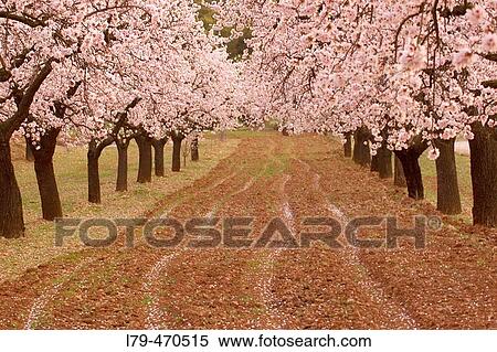 Almond trees field near Valderrobles. Teruel province. Spain View Large Photo Image Stock Photography - Almond trees field near Valderrobles. Teruel province. Spain. Fotosearch
