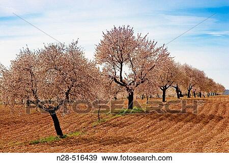 Almond trees. Murcia province. Spain. View Large Photo Image Stock Photo - Almond trees. Murcia province. Spain.. Fotosearch