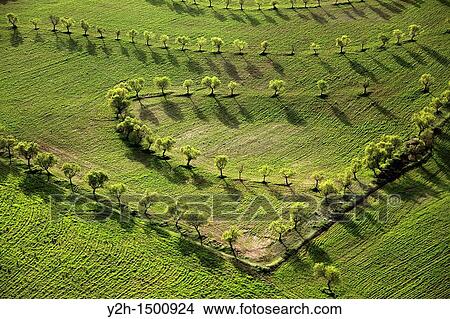 almond trees planted in curves Los Velez, Anadalucia View Large Photo Image Picture - almond trees planted in curves Los Velez, Anadalucia. Fotosearch