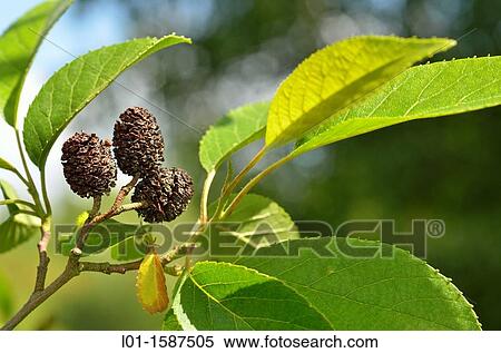 Alnus japonica. View Large Photo Image Stock Photography - Alnus japonica.. Fotosearch