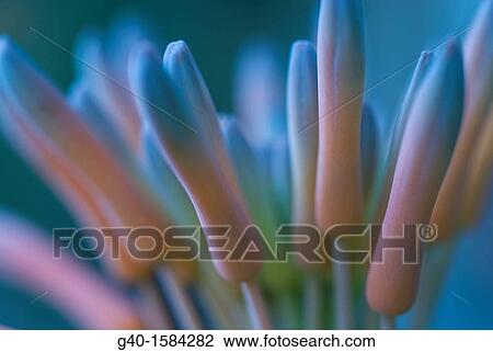 Stock Image - Aloe Ferox Flowers. Fotosearch
