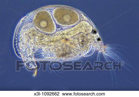 Alona Sp 水 蚤 由于 蛋 Copepod 甲殼動物 無脊椎動物 光學 顯微鏡方法種類最齊全的圖像 X3l Fotosearch