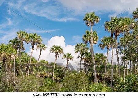 Along the Myakka River in southwest Florida View Large Photo Image Stock Image - Along the Myakka River in southwest Florida. Fotosearch