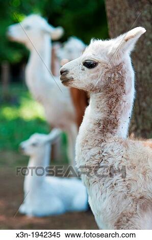 Alpaca (Vicugna pacos) on breeding farm, Temuco Chile. View Large Photo Image Stock Photography - Alpaca (Vicugna pacos) on breeding farm, Temuco Chile.. Fotosearch