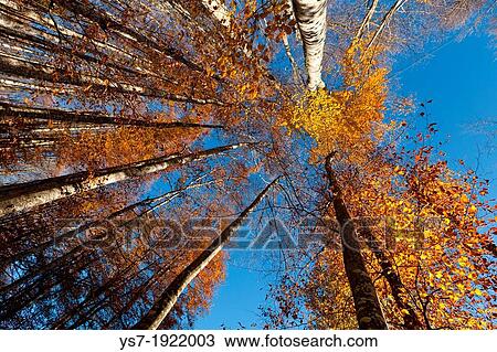 Alpago beech forest in autumn, Belluno, Veneto, Italy, Europe View Large Photo Image Stock Image - Alpago beech forest in autumn, Belluno, Veneto, Italy, Europe. Fotosearch