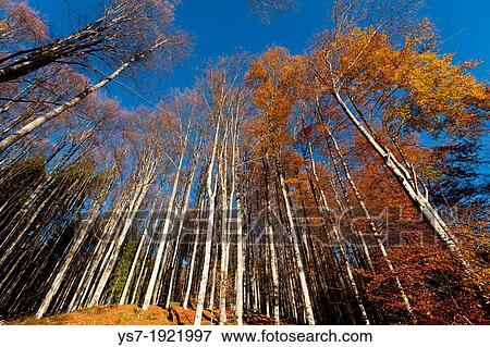 Alpago beech forest in autumn, Belluno, Veneto, Italy, Europe View Large Photo Image Stock Photo - Alpago beech forest in autumn, Belluno, Veneto, Italy, Europe. Fotosearch