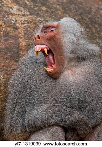 Alpha male Papio Hamadryas Baboon snarling and showing it big teeth View Large Photo Image Stock Photo - Alpha male Papio Hamadryas Baboon snarling and showing it big teeth. Fotosearch