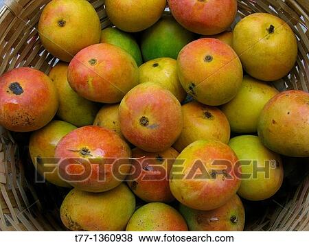 Alphonso mangoes, Mangifera indica L, Anacardiaceae arranged in a box for packing View Large Photo Image Stock Photo - Alphonso mangoes, Mangifera indica L, Anacardiaceae arranged in a box for packing. Fotosearch