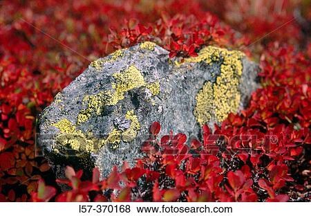Alpine bushes in fall colours. Blueberries. Valais. Switzerland. View Large Photo Image Stock Photo - Alpine bushes in fall colours. Blueberries. Valais. Switzerland.. Fotosearch