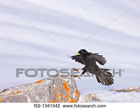 Alpine Chough (Pyrrhocorax graculus), Fuente D?, Picos de Europa, Cantabria, Spain View Large Photo Image Stock Image - Alpine Chough (Pyrrhocorax graculus), Fuente D?, Picos de Europa, Cantabria, Spain. Fotosearch