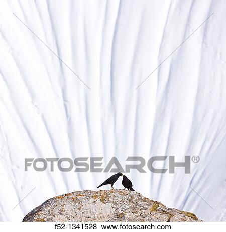 Alpine Chough (Pyrrhocorax graculus), Fuente D?, Picos de Europa, Cantabria, Spain View Large Photo Image Stock Photo - Alpine Chough (Pyrrhocorax graculus), Fuente D?, Picos de Europa, Cantabria, Spain. Fotosearch