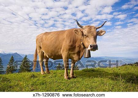 Alpine cow with bell on the Rigi, overlooking Lake Lucerne, Switzerland View Large Photo Image Stock Photograph - Alpine cow with bell on the Rigi, overlooking Lake Lucerne, Switzerland. Fotosearch