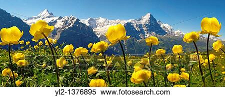 Alpine Globeflower Trollius Europaeus meadows at 6000ft 2500Mts with the Eiger behind First, Grindelwald, Bernese alps View Large Photo Image Stock Photography - Alpine Globeflower Trollius Europaeus meadows at 6000ft 2500Mts with the Eiger behind First, Grindelwald, Bernese alps. Fotosearch