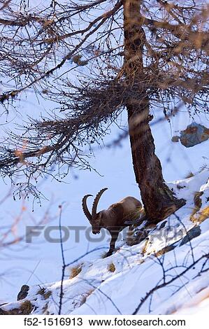 ALPINE IBEX Capra ibex, Gran Paradiso National Park, Valnontey, Aosta Valley, Alps, Italy, Europe. View Large Photo Image Stock Image - ALPINE IBEX Capra ibex, Gran Paradiso National Park, Valnontey, Aosta Valley, Alps, Italy, Europe.. Fotosearch