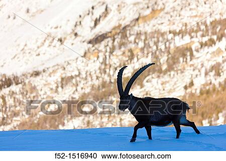 Stock Image - ALPINE IBEX Capra ibex, Gran Paradiso National Park, Valnontey, Aosta Valley, Alps, Italy, Europe.. Fotosearch