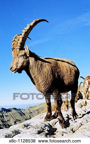 Alpine Ibex Capra ibex in fall, autumn, portrait of bull Europe, Switzerland, Bernese Oberland, October 1999 View Large Photo Image Stock Photo - Alpine Ibex Capra ibex in fall, autumn, portrait of bull Europe, Switzerland, Bernese Oberland, October 1999. Fotosearch