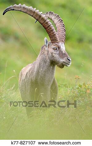 Alpine Ibex (Capra ibex), male/buck. Niederhorn, Switzerland. View Large Photo Image Stock Photo - Alpine Ibex (Capra ibex), male/buck. Niederhorn, Switzerland.. Fotosearch