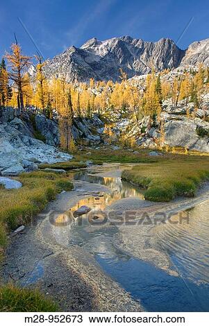 Stock Image - Alpine larches Larix lyallii and tarn below Mount Monica 3072 m 10079 ft, Purcell Mountains British Columbia. Fotosearch