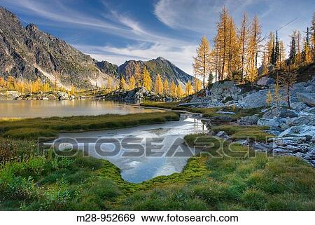 Stock Photo - Alpine larches Larix lyallii and tarn in Monica Meadows, Purcell Mountains British Columbia. Fotosearch