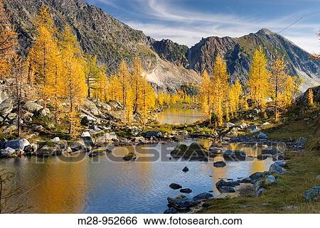Alpine larches Larix lyallii and tarn in Monica Meadows, Purcell Mountains British Columbia View Large Photo Image Stock Photograph - Alpine larches Larix lyallii and tarn in Monica Meadows, Purcell Mountains British Columbia. Fotosearch