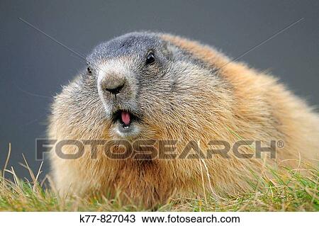 Alpine Marmot (Marmota marmota). Gro? glockner, Austrian Alps. View Large Photo Image Stock Image - Alpine Marmot (Marmota marmota). Gro? glockner, Austrian Alps.. Fotosearch