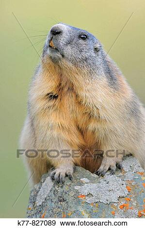 Stock Photo - Alpine Marmot (Marmota marmota). Gro? glockner, Austrian Alps.. Fotosearch