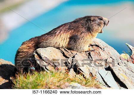 Alpine Marmot, Marmota marmota View Large Photo Image Stock Image - Alpine Marmot, Marmota marmota. Fotosearch