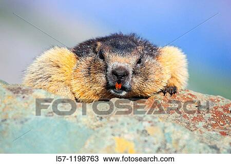 Alpine Marmot, Marmota marmota View Large Photo Image Stock Image - Alpine Marmot, Marmota marmota. Fotosearch