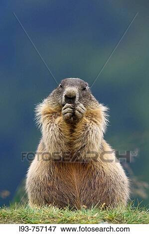 Alpine Marmot Marmota marmota View Large Photo Image Stock Photo - Alpine Marmot Marmota marmota. Fotosearch
