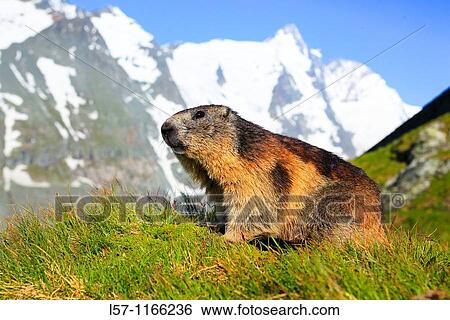 Alpine Marmot, Marmota marmota View Large Photo Image Stock Photograph - Alpine Marmot, Marmota marmota. Fotosearch