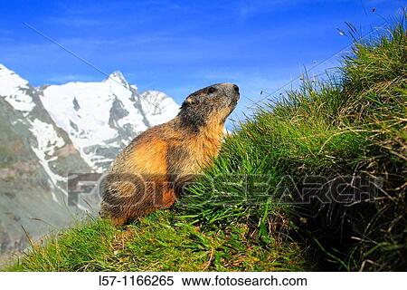 Alpine Marmot, Marmota marmota View Large Photo Image Stock Photography - Alpine Marmot, Marmota marmota. Fotosearch