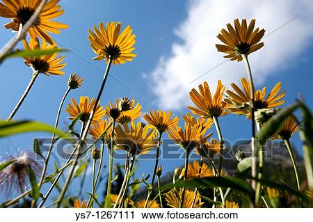 Alpine meadow at Cibiana mountain pass, Belluno, Veneto, Italy View Large Photo Image Stock Image - Alpine meadow at Cibiana mountain pass, Belluno, Veneto, Italy. Fotosearch