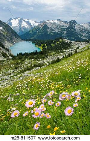 Alpine meadows above Rohr Lake, Leafy Aster Aster foliaceus in the foreground Cayoosh Mountain 2561 m 8402 ft in the distance, Coast Mountains British Columbia Canada View Large Photo Image Stock Photo - Alpine meadows above Rohr Lake, Leafy Aster Aster foliaceus in the foreground Cayoosh Mountain 2561 m 8402 ft in the distance, Coast Mountains British Columbia Canada. Fotosearch