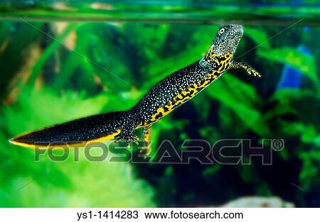 Stock Image - ALPINE NEWT triturus alpestris, NORMANDY IN FRANCE. Fotosearch