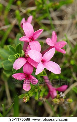 Stock Photo - Alpine wildflower, uncommon in the Pyrenees, photographed in the Vall de Card? s, Spain. Fotosearch